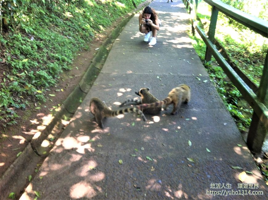 伊瓜蘇瀑布介紹 交通 門票 旅遊❤️你見過這樣“”驚人“”的瀑布嗎?世界新七大自然奇景 ! - 第3張圖