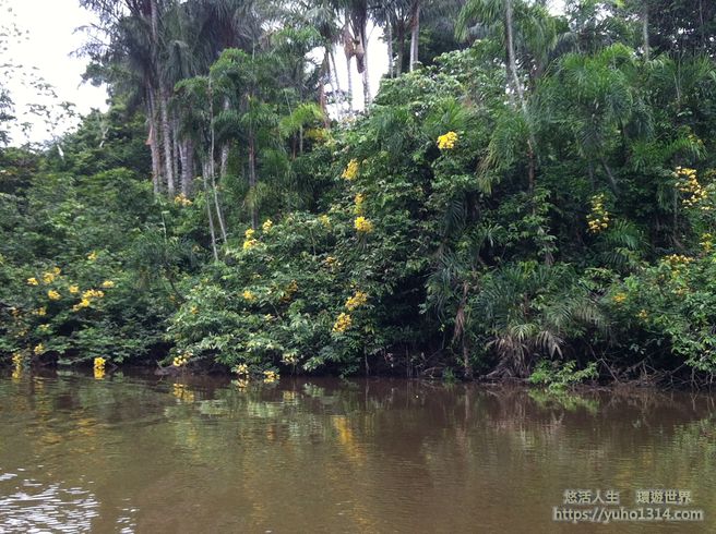 南美洲自由行 亞馬遜雨林旅遊探險 有如坐“”雲霄飛車“般 !(下) - 第8張圖