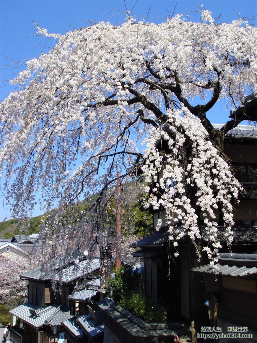 京都櫻花2025🌸京都櫻花季20處日本京都賞櫻景點實用資訊分享(上)(含京都櫻花預測) - 第15張圖