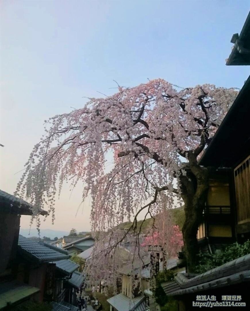 京都櫻花2025🌸京都櫻花季20處日本京都賞櫻景點實用資訊分享(上)(含京都櫻花預測) - 第16張圖