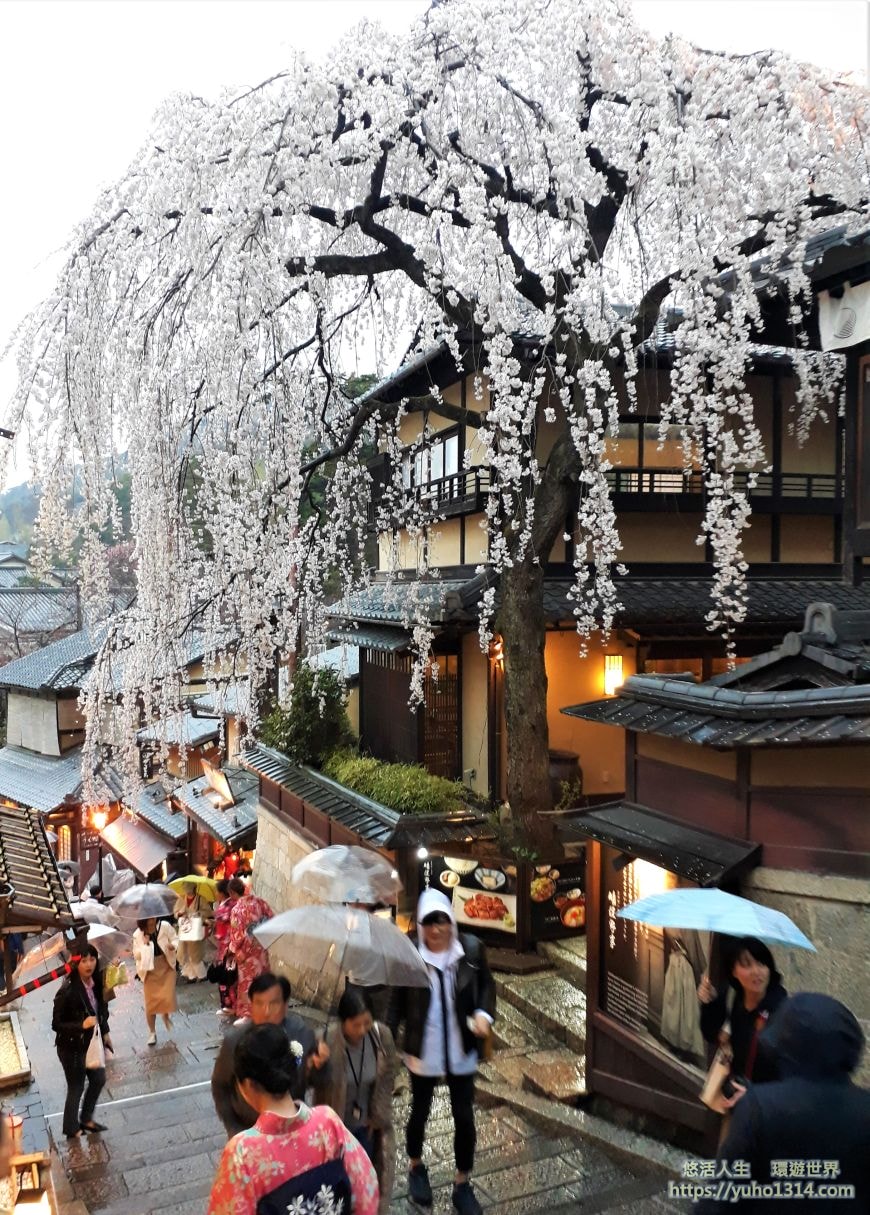 京都櫻花2025🌸京都櫻花季20處日本京都賞櫻景點實用資訊分享(上)(含京都櫻花預測) - 第17張圖