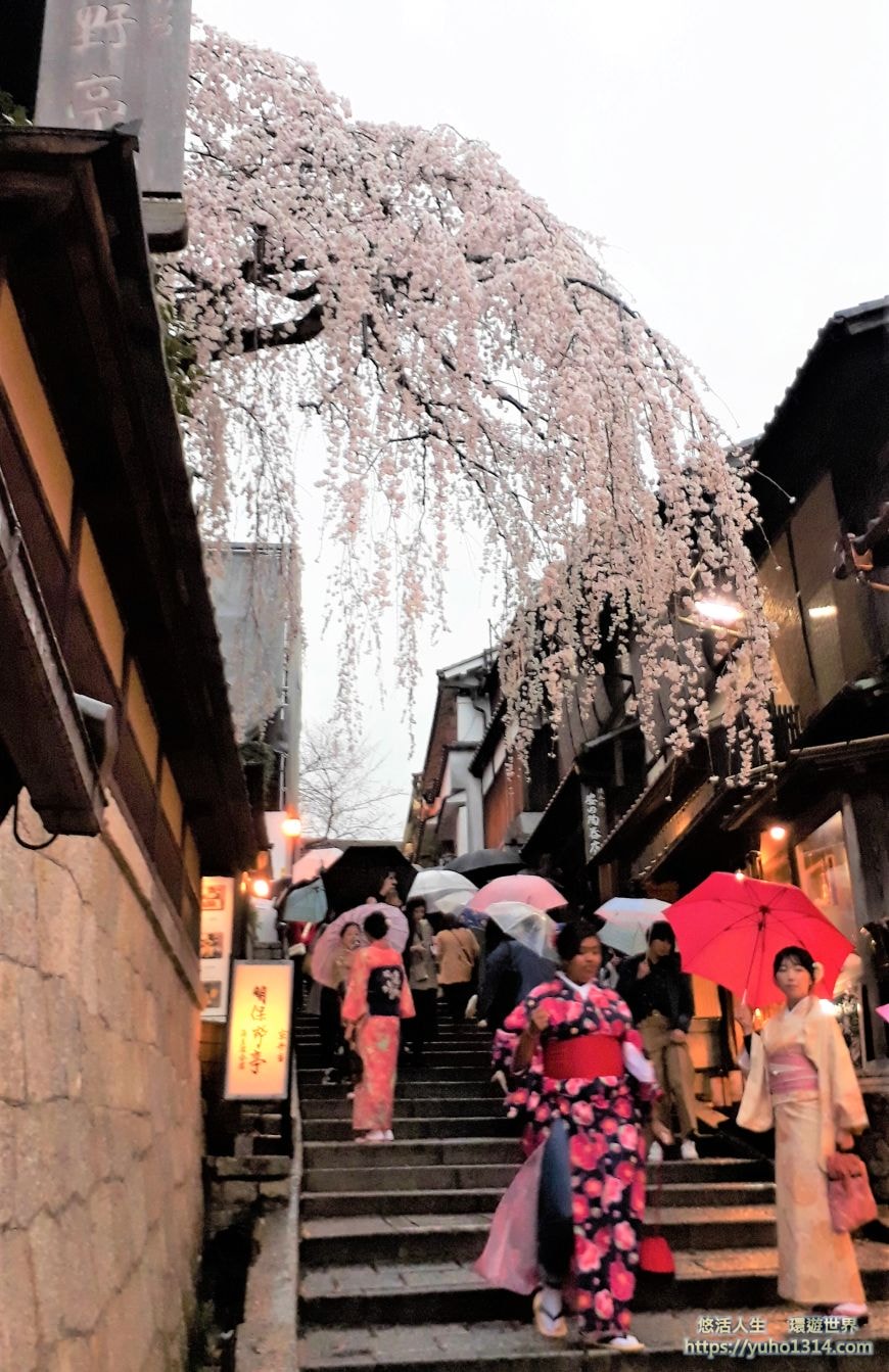 京都櫻花2025🌸京都櫻花季20處日本京都賞櫻景點實用資訊分享(上)(含京都櫻花預測) - 第18張圖