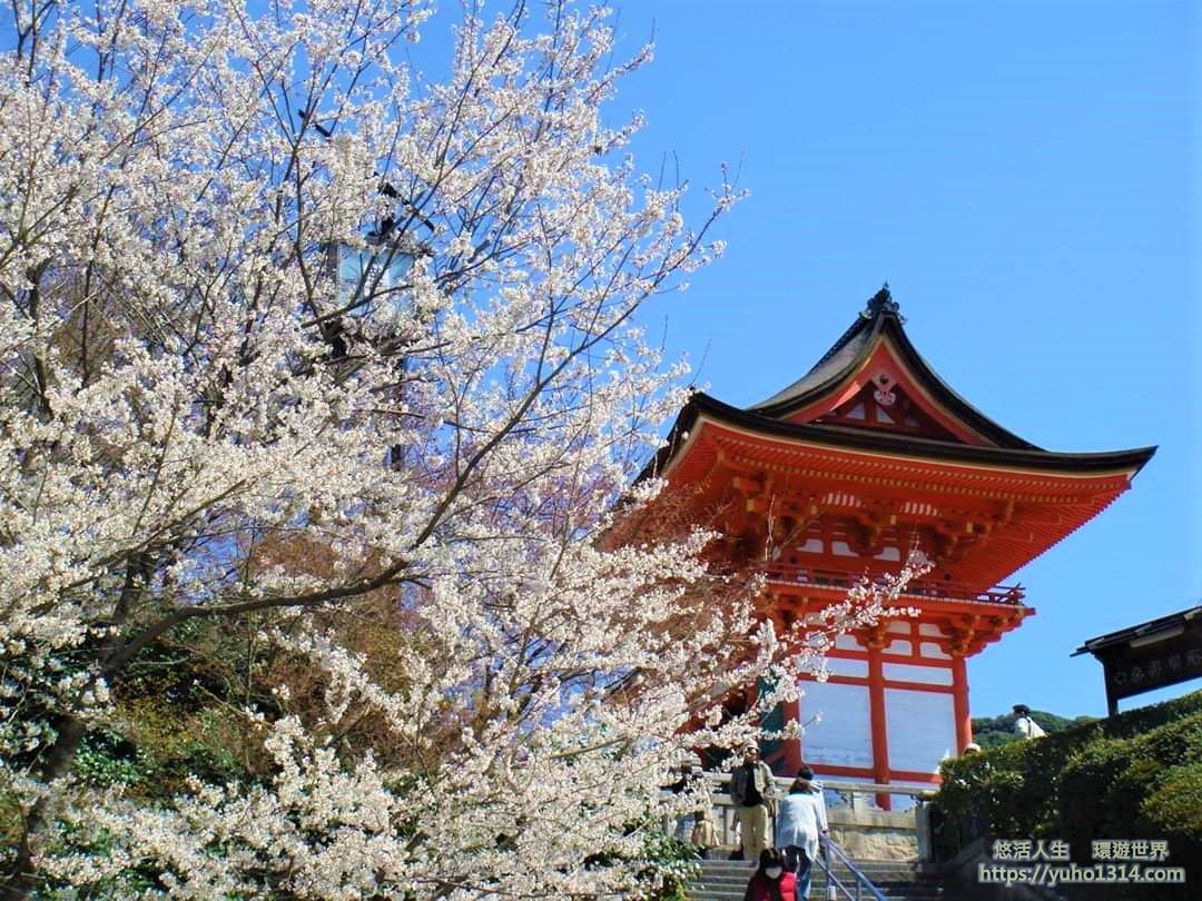 京都櫻花2025🌸京都櫻花季20處日本京都賞櫻景點實用資訊分享(上)(含京都櫻花預測) - 第7張圖