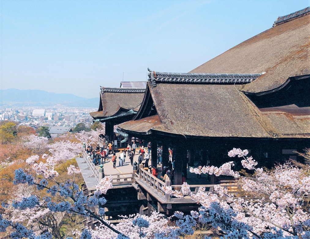 京都櫻花2025🌸京都櫻花季20處日本京都賞櫻景點實用資訊分享(上)(含京都櫻花預測) - 第6張圖 清水寺櫻花