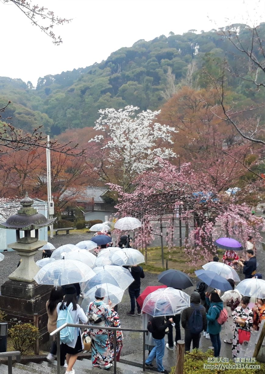 京都櫻花2025🌸京都櫻花季20處日本京都賞櫻景點實用資訊分享(上)(含京都櫻花預測) - 第12張圖