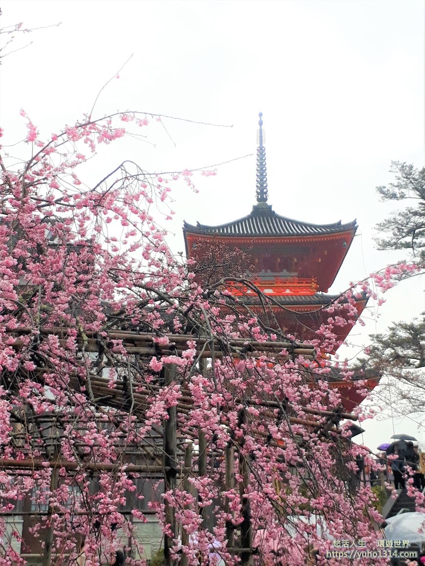 京都櫻花2025🌸京都櫻花季20處日本京都賞櫻景點實用資訊分享(上)(含京都櫻花預測) - 第9張圖