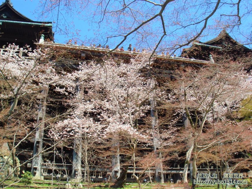 京都櫻花2025🌸京都櫻花季20處日本京都賞櫻景點實用資訊分享(上)(含京都櫻花預測) - 第10張圖