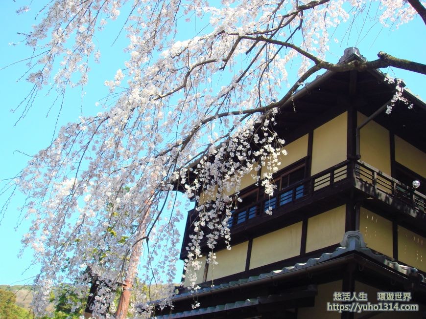 京都櫻花2025🌸京都櫻花季20處日本京都賞櫻景點實用資訊分享(上)(含京都櫻花預測) - 第11張圖