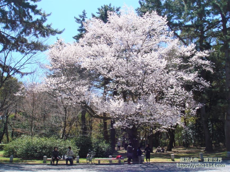 京都櫻花2025🌸京都櫻花季20處日本京都賞櫻景點實用資訊分享(上)(含京都櫻花預測) - 第96張圖