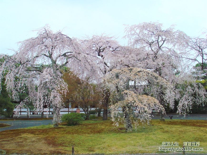 京都櫻花2025🌸京都櫻花季20處日本京都賞櫻景點實用資訊分享(上)(含京都櫻花預測) - 第100張圖