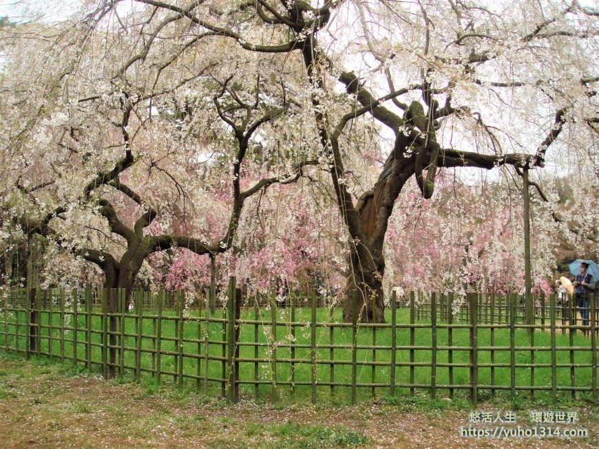 京都櫻花2025🌸京都櫻花季20處日本京都賞櫻景點實用資訊分享(上)(含京都櫻花預測) - 第101張圖