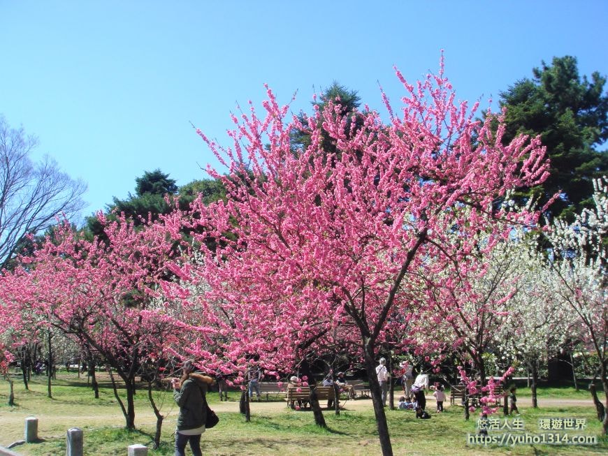 京都櫻花2025🌸京都櫻花季20處日本京都賞櫻景點實用資訊分享(上)(含京都櫻花預測) - 第88張圖 京都御苑櫻花 京都櫻花景點