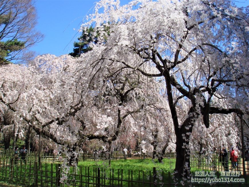 京都櫻花2025🌸京都櫻花季20處日本京都賞櫻景點實用資訊分享(上)(含京都櫻花預測) - 第89張圖 京都御苑櫻花