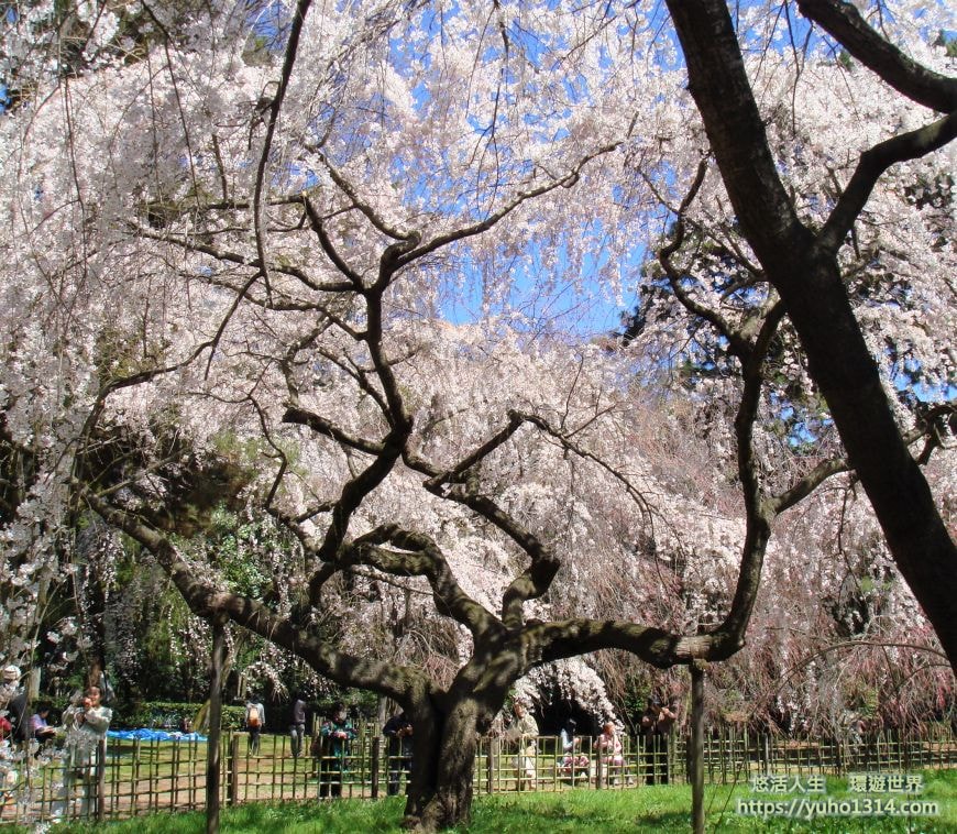 京都櫻花2025🌸京都櫻花季20處日本京都賞櫻景點實用資訊分享(上)(含京都櫻花預測) - 第90張圖