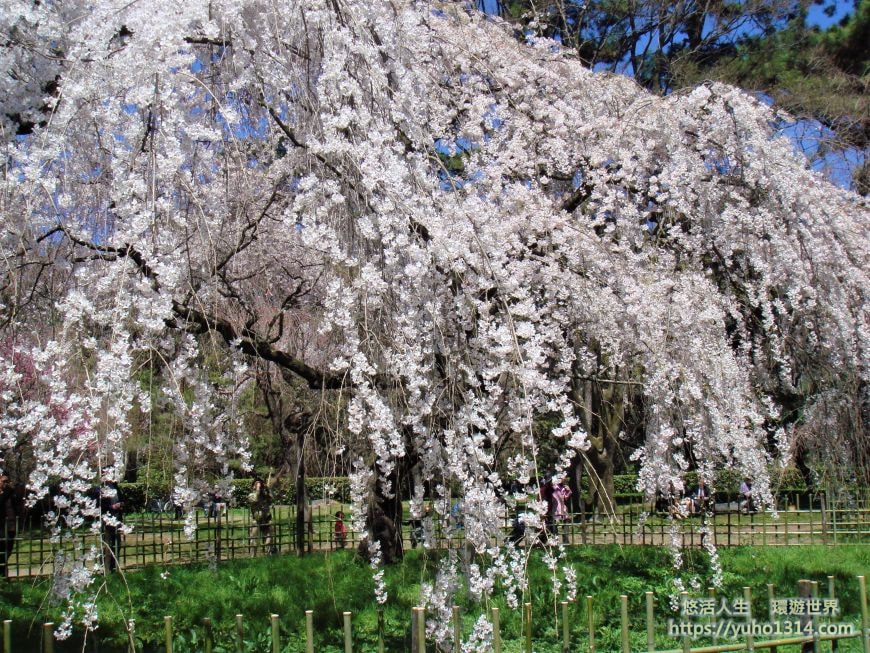 京都櫻花2025🌸京都櫻花季20處日本京都賞櫻景點實用資訊分享(上)(含京都櫻花預測) - 第91張圖
