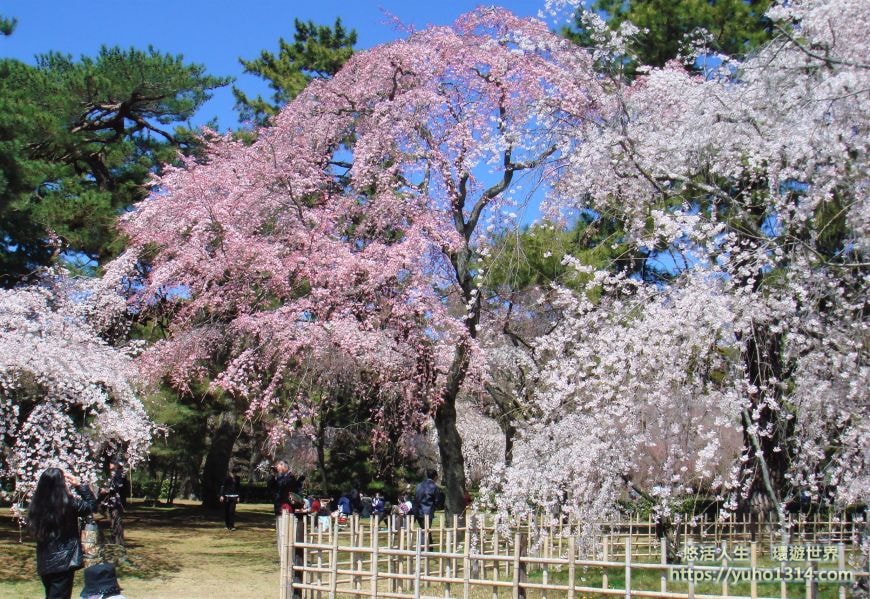 京都櫻花2025🌸京都櫻花季20處日本京都賞櫻景點實用資訊分享(上)(含京都櫻花預測) - 第92張圖
