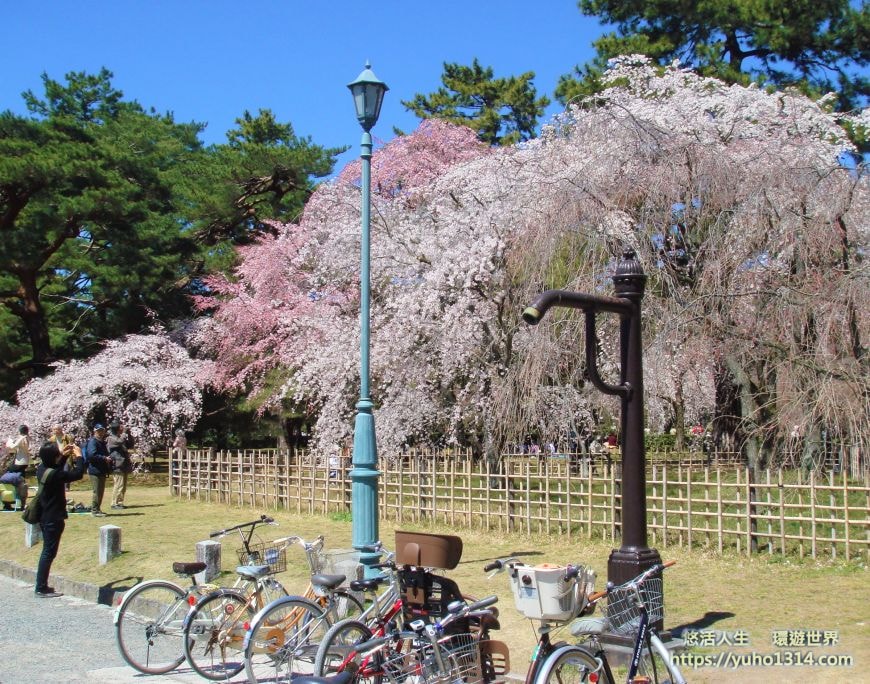 京都櫻花2025🌸京都櫻花季20處日本京都賞櫻景點實用資訊分享(上)(含京都櫻花預測) - 第93張圖