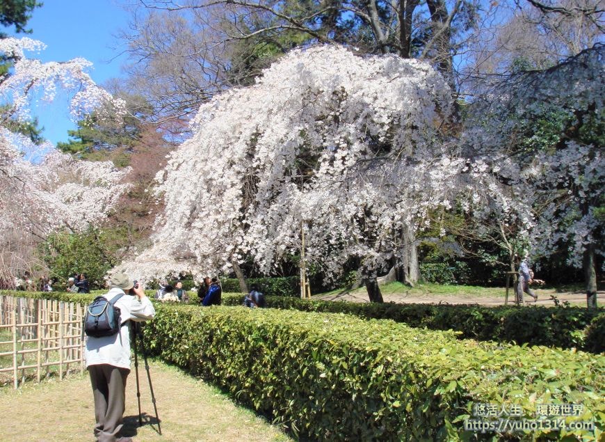 京都櫻花2025🌸京都櫻花季20處日本京都賞櫻景點實用資訊分享(上)(含京都櫻花預測) - 第94張圖