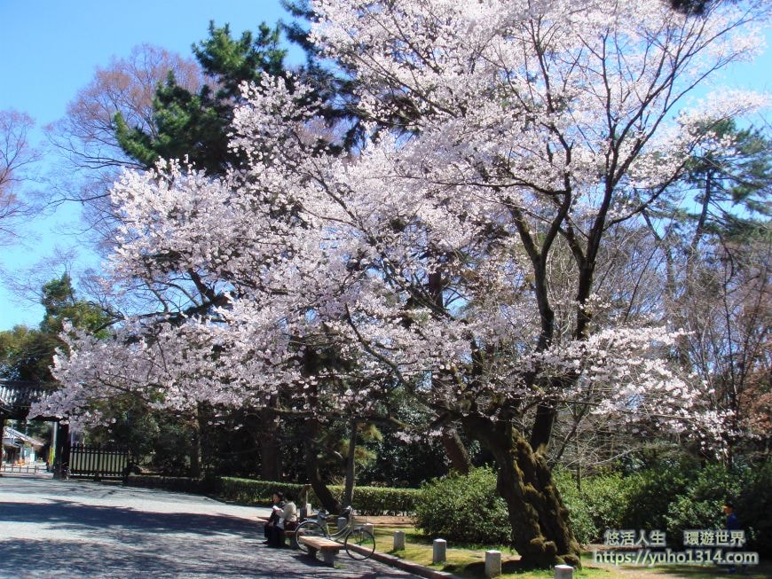 京都櫻花2025🌸京都櫻花季20處日本京都賞櫻景點實用資訊分享(上)(含京都櫻花預測) - 第95張圖