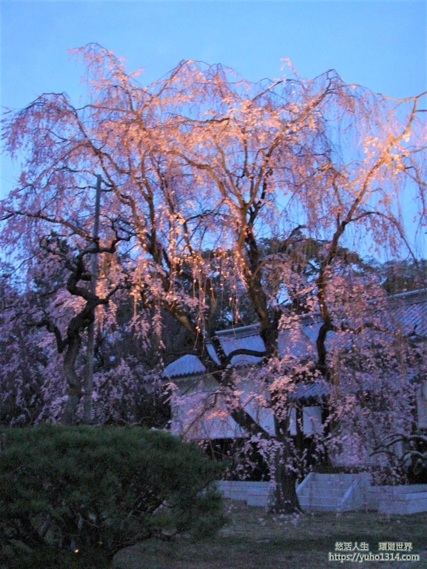 京都櫻花季2025🌸20處日本京都櫻花景點自由行實用資訊分享(下)(含京都賞櫻地圖) - 第15張圖