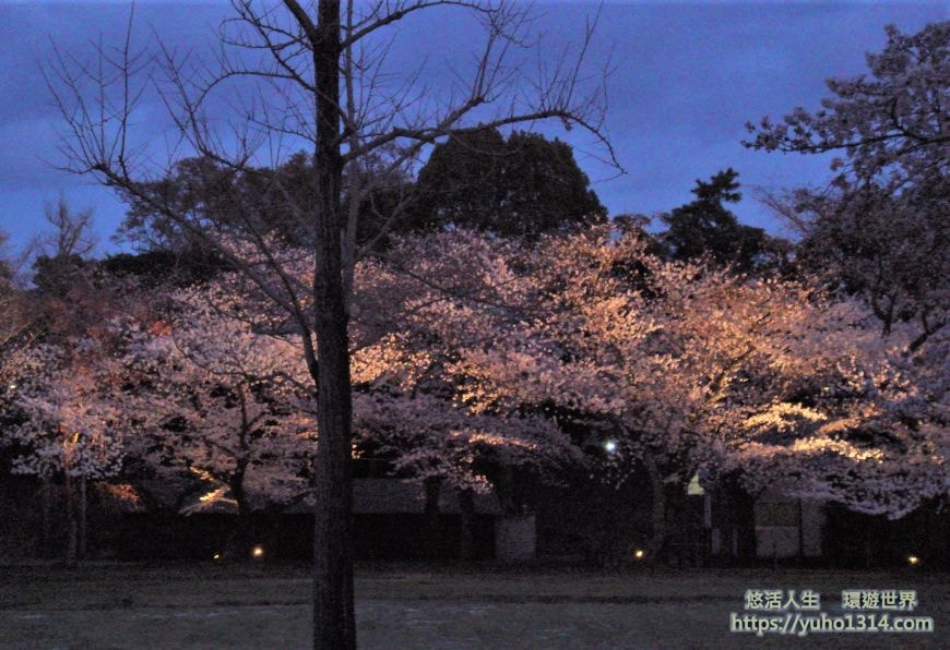 京都櫻花季2025🌸20處日本京都櫻花景點自由行實用資訊分享(下)(含京都賞櫻地圖) - 第18張圖 二條城櫻花