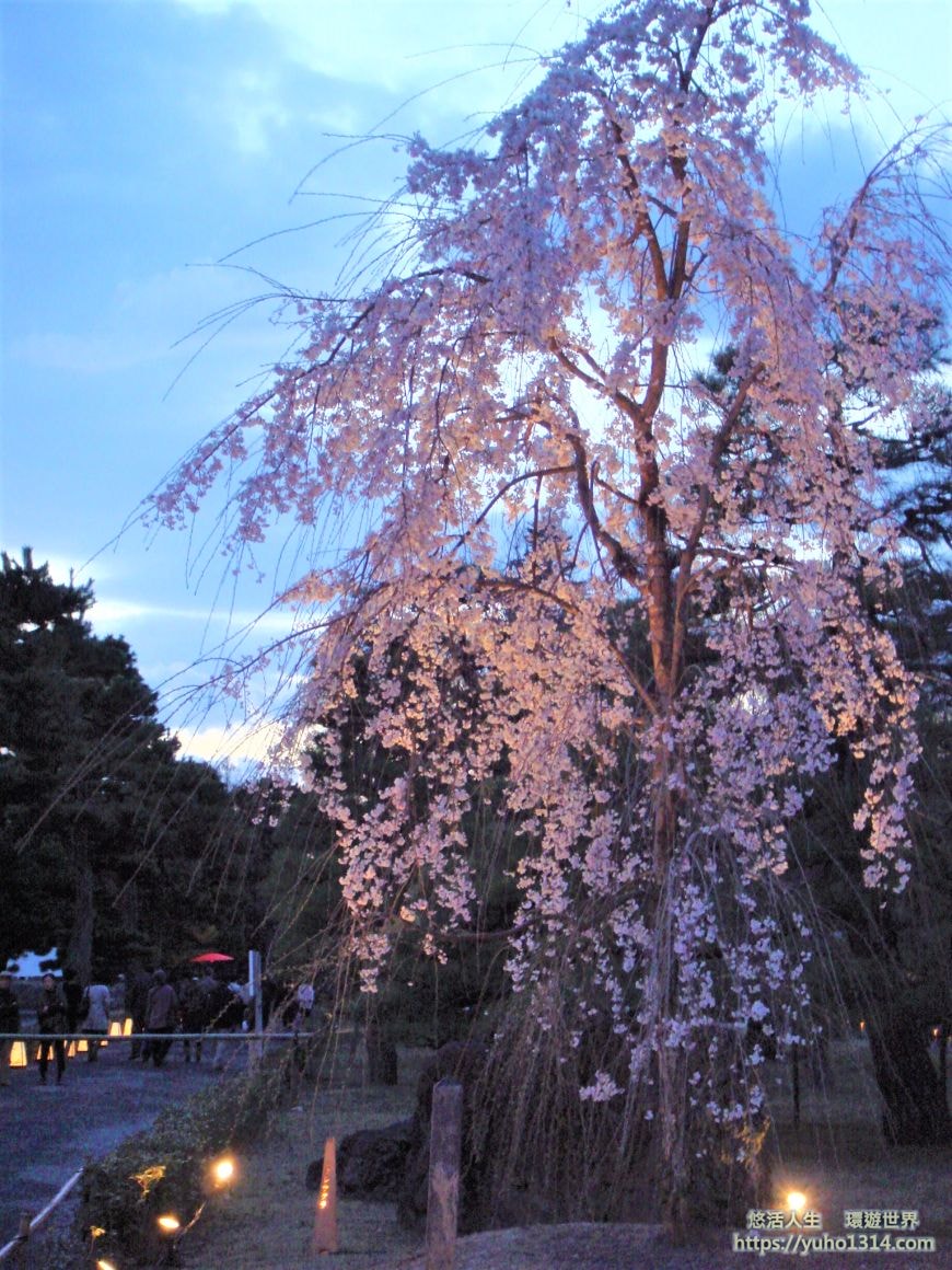 京都櫻花季2025🌸20處日本京都櫻花景點自由行實用資訊分享(下)(含京都賞櫻地圖) - 第16張圖