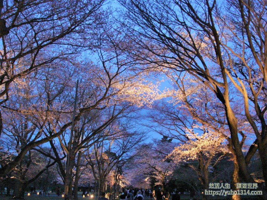 京都櫻花季2025🌸20處日本京都櫻花景點自由行實用資訊分享(下)(含京都賞櫻地圖) - 第13張圖