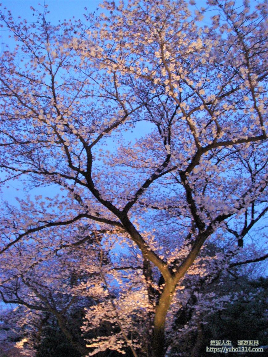京都櫻花季2025🌸20處日本京都櫻花景點自由行實用資訊分享(下)(含京都賞櫻地圖) - 第14張圖