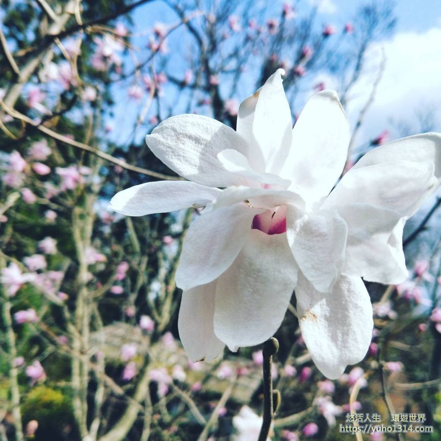 京都櫻花季2025🌸20處日本京都櫻花景點自由行實用資訊分享(下)(含京都賞櫻地圖) - 第22張圖