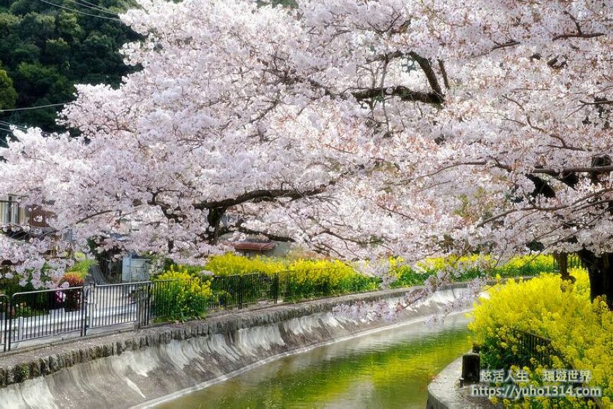 京都櫻花季2025🌸20處日本京都櫻花景點自由行實用資訊分享(下)(含京都賞櫻地圖) - 第37張圖 山科疏水櫻花 京都櫻花景點