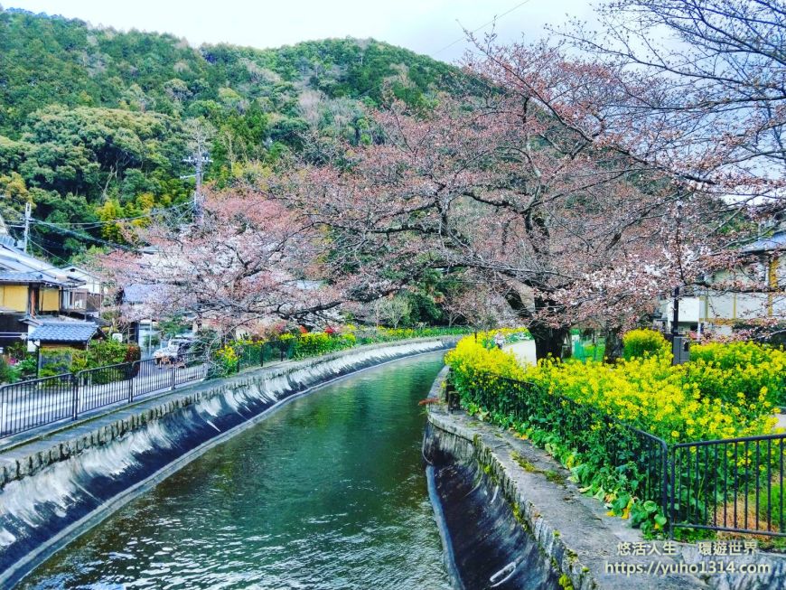 京都櫻花季2025🌸20處日本京都櫻花景點自由行實用資訊分享(下)(含京都賞櫻地圖) - 第38張圖