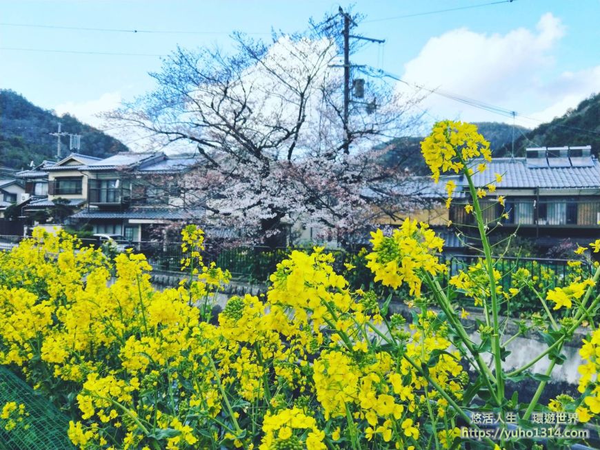 京都櫻花季2025🌸20處日本京都櫻花景點自由行實用資訊分享(下)(含京都賞櫻地圖) - 第40張圖