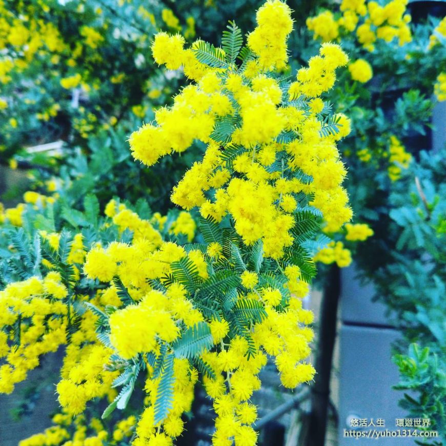 京都櫻花季2025🌸20處日本京都櫻花景點自由行實用資訊分享(下)(含京都賞櫻地圖) - 第41張圖