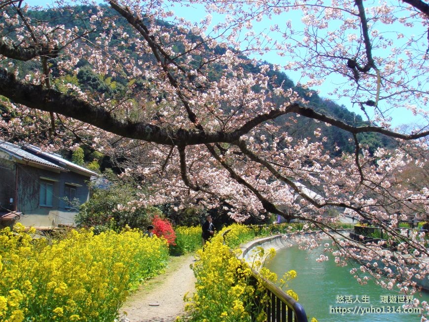 京都櫻花季2025🌸20處日本京都櫻花景點自由行實用資訊分享(下)(含京都賞櫻地圖) - 第39張圖