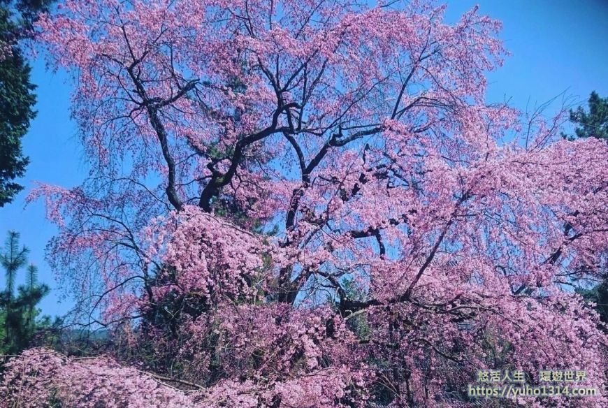 京都櫻花季2025🌸20處日本京都櫻花景點自由行實用資訊分享(下)(含京都賞櫻地圖) - 第50張圖