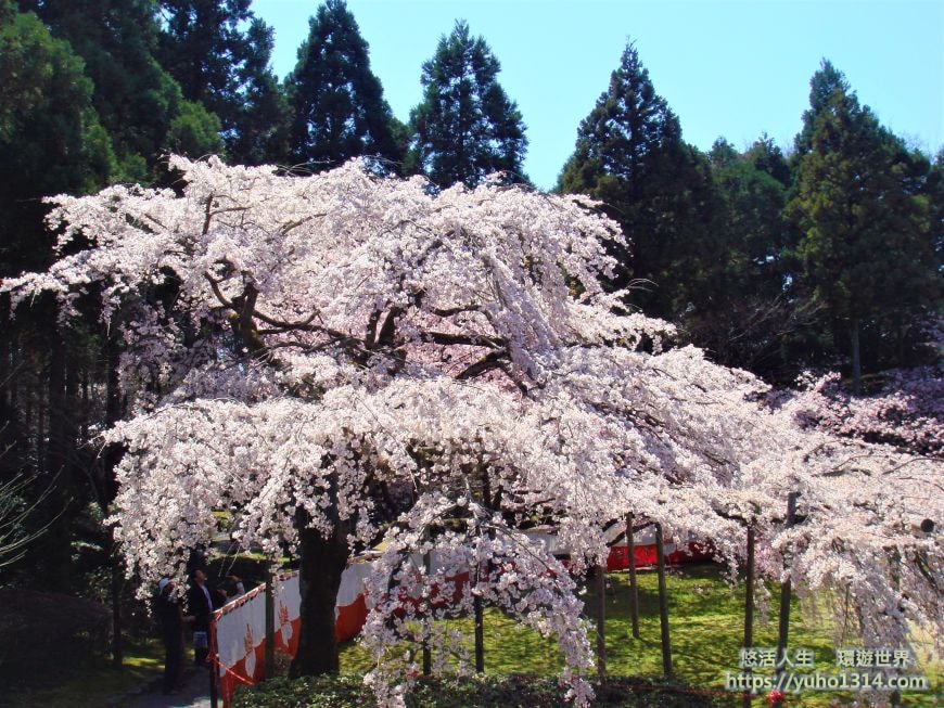 京都櫻花季2025🌸20處日本京都櫻花景點自由行實用資訊分享(下)(含京都賞櫻地圖) - 第51張圖