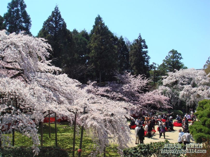 京都櫻花季2025🌸20處日本京都櫻花景點自由行實用資訊分享(下)(含京都賞櫻地圖) - 第52張圖
