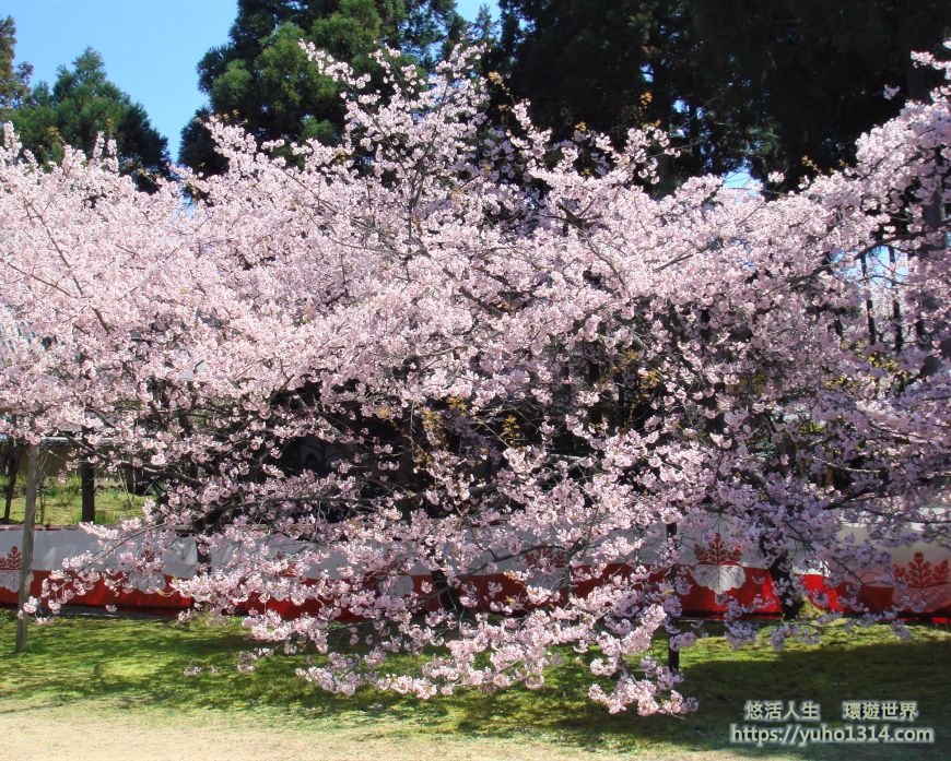 京都櫻花季2025🌸20處日本京都櫻花景點自由行實用資訊分享(下)(含京都賞櫻地圖) - 第54張圖