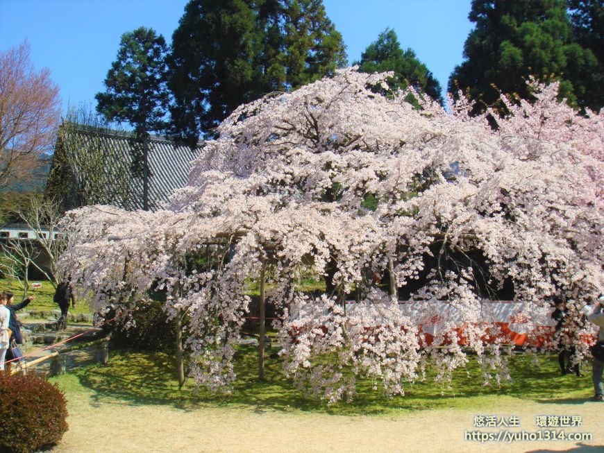 京都櫻花季2025🌸20處日本京都櫻花景點自由行實用資訊分享(下)(含京都賞櫻地圖) - 第55張圖