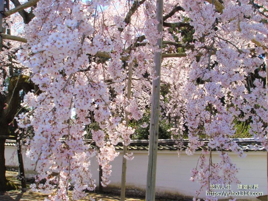 京都櫻花季2025🌸20處日本京都櫻花景點自由行實用資訊分享(下)(含京都賞櫻地圖) - 第57張圖