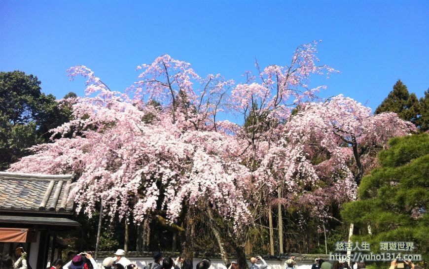 京都櫻花季2025🌸20處日本京都櫻花景點自由行實用資訊分享(下)(含京都賞櫻地圖) - 第43張圖