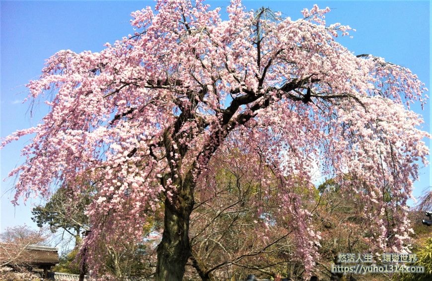 京都櫻花季2025🌸20處日本京都櫻花景點自由行實用資訊分享(下)(含京都賞櫻地圖) - 第45張圖