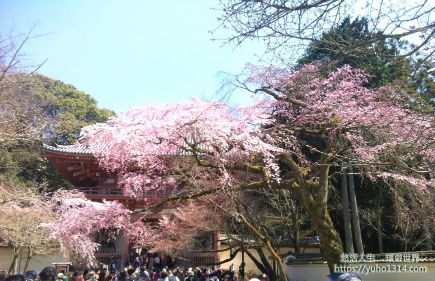 京都櫻花季2025🌸20處日本京都櫻花景點自由行實用資訊分享(下)(含京都賞櫻地圖) - 第46張圖