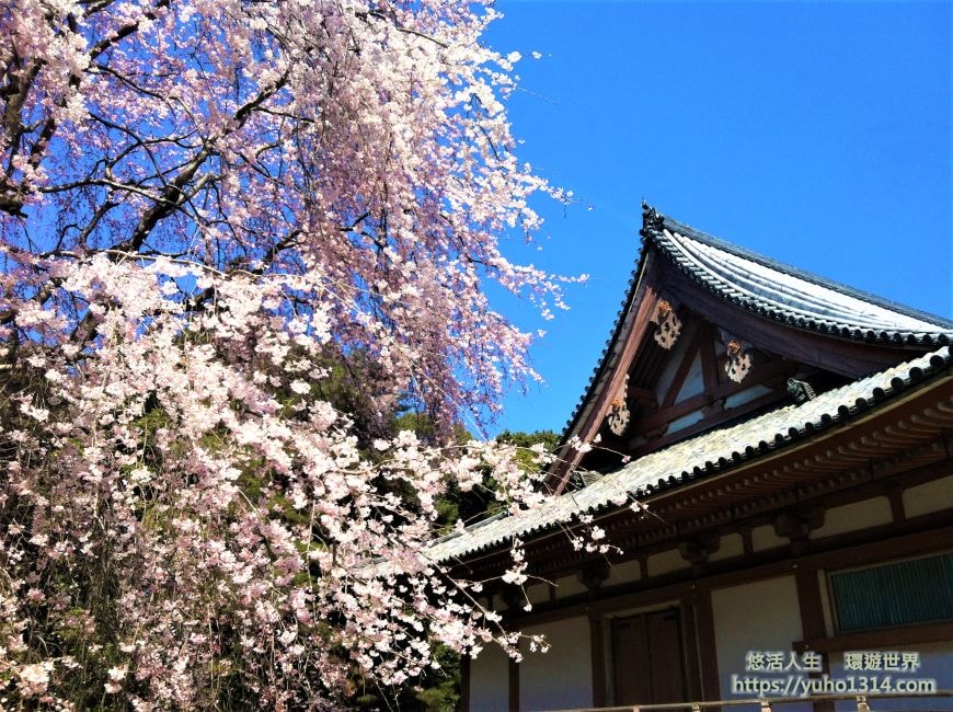 京都櫻花季2025🌸20處日本京都櫻花景點自由行實用資訊分享(下)(含京都賞櫻地圖) - 第49張圖