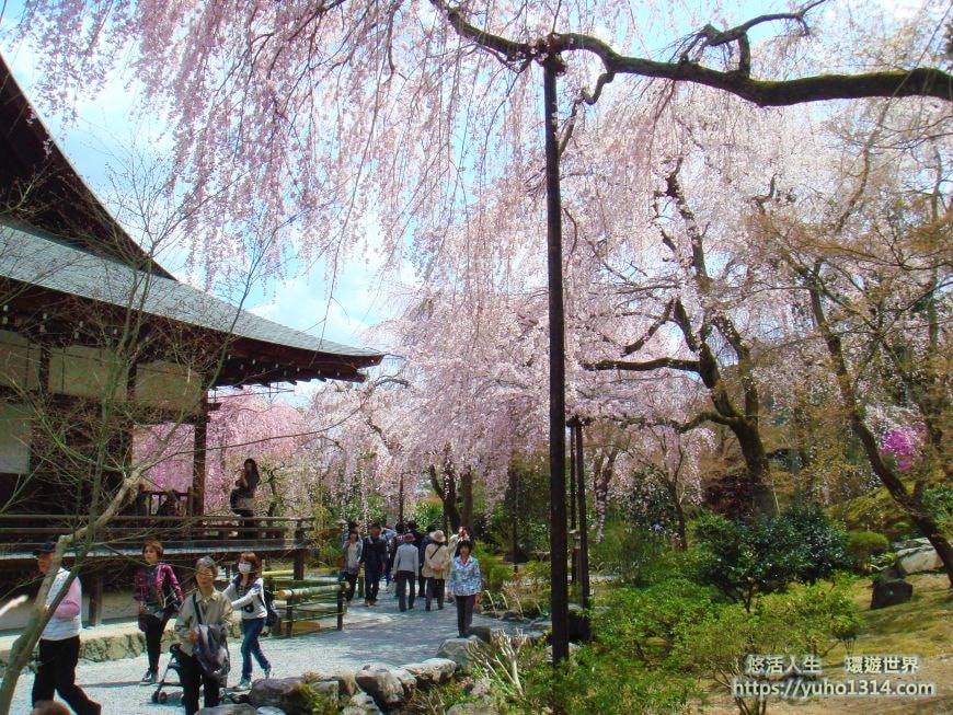 京都櫻花季2025🌸20處日本京都櫻花景點自由行實用資訊分享(下)(含京都賞櫻地圖) - 第67張圖