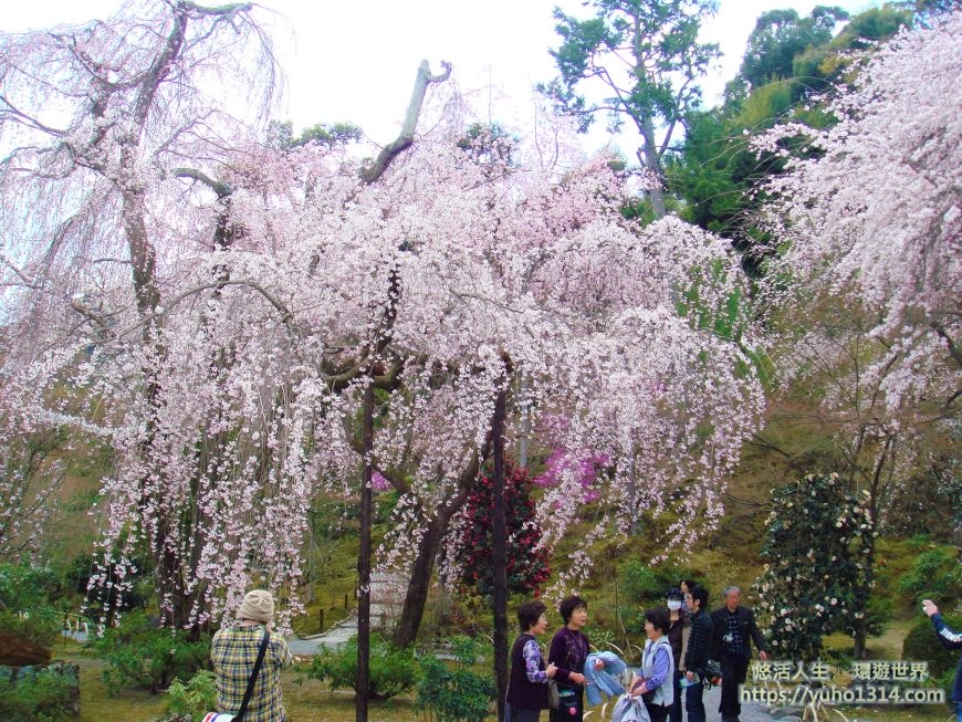 京都櫻花季2025🌸20處日本京都櫻花景點自由行實用資訊分享(下)(含京都賞櫻地圖) - 第69張圖
