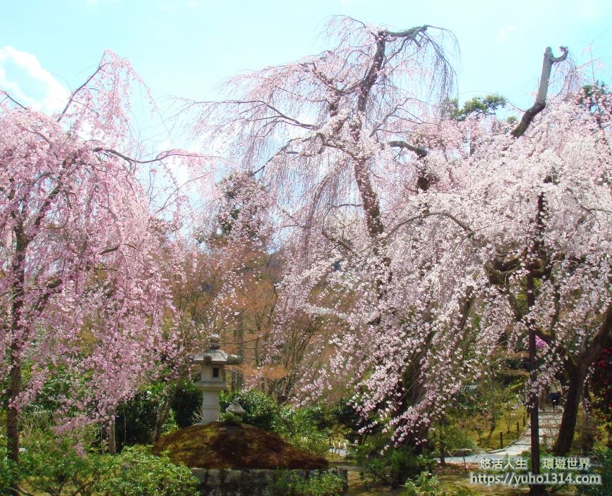 京都櫻花季2025🌸20處日本京都櫻花景點自由行實用資訊分享(下)(含京都賞櫻地圖) - 第70張圖