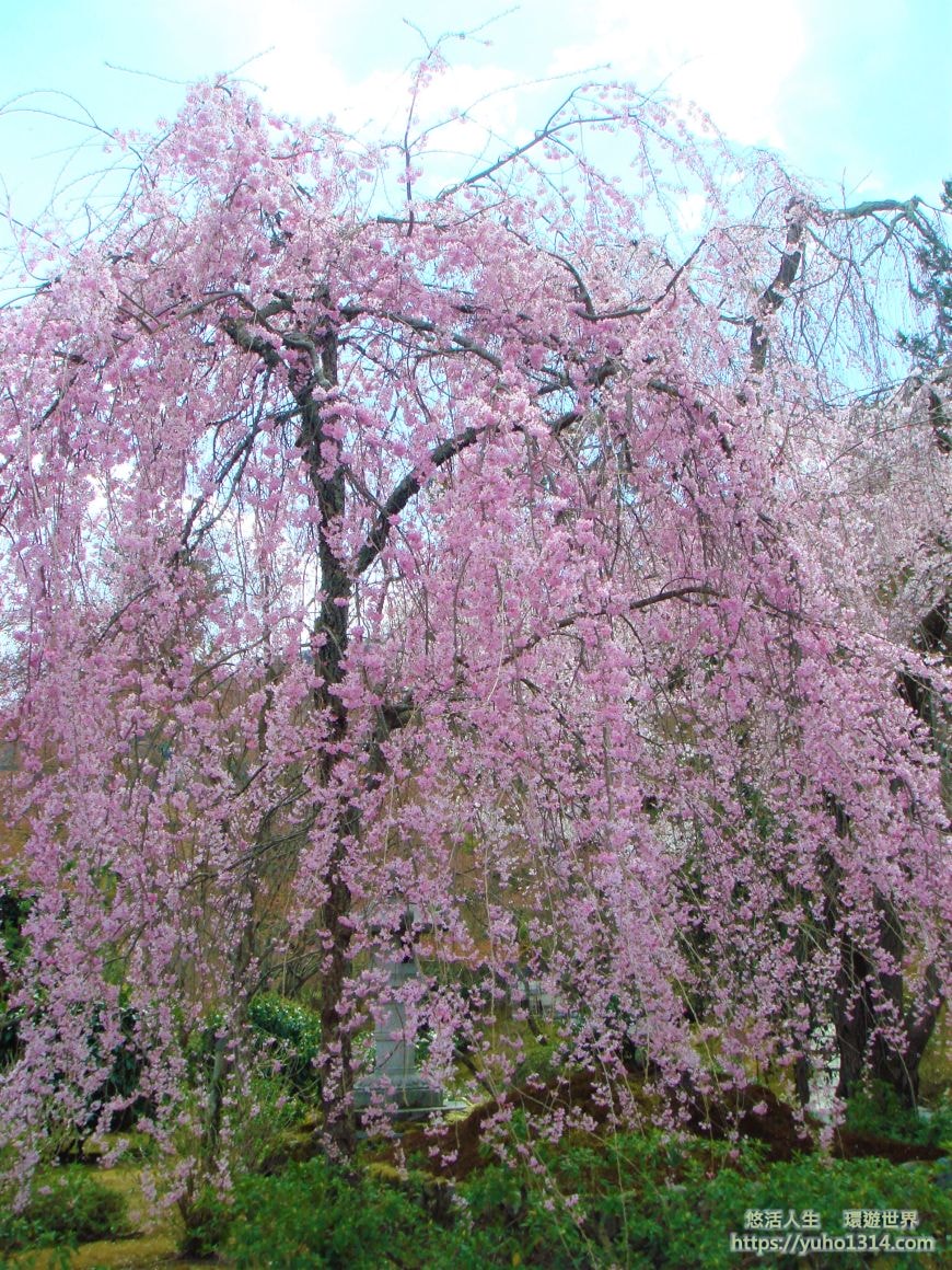京都櫻花季2025🌸20處日本京都櫻花景點自由行實用資訊分享(下)(含京都賞櫻地圖) - 第71張圖