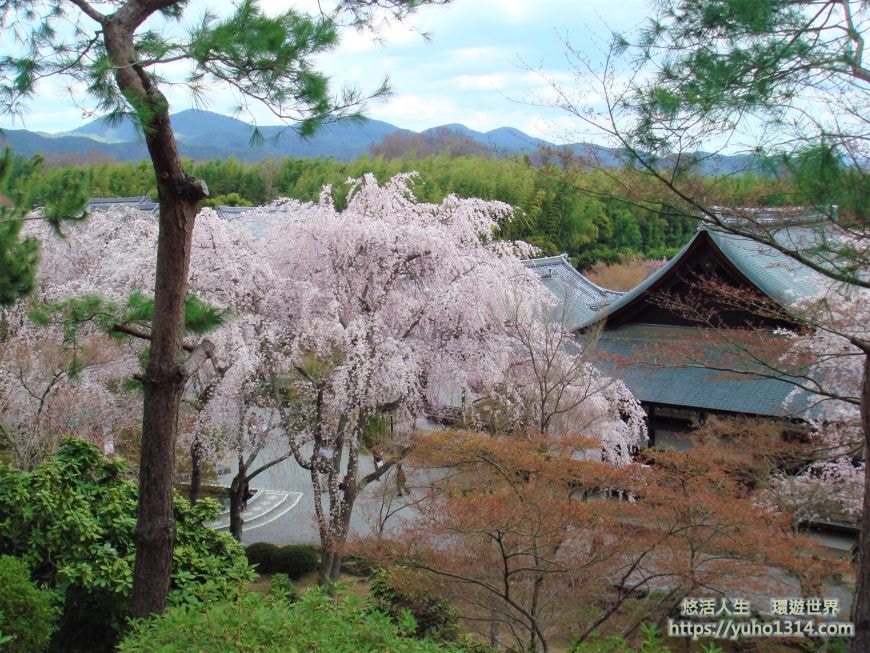 京都櫻花季2025🌸20處日本京都櫻花景點自由行實用資訊分享(下)(含京都賞櫻地圖) - 第72張圖