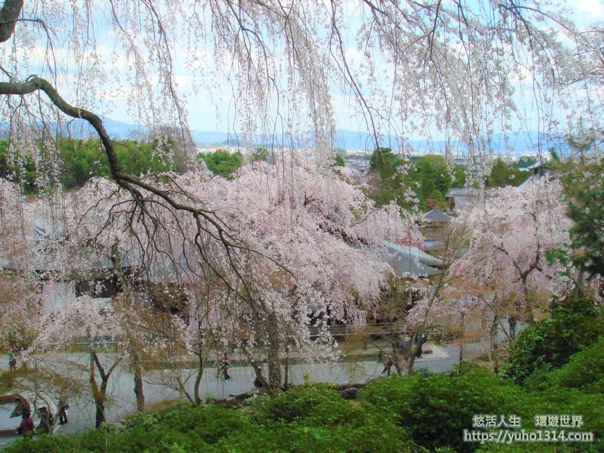 京都櫻花季2025🌸20處日本京都櫻花景點自由行實用資訊分享(下)(含京都賞櫻地圖) - 第73張圖
